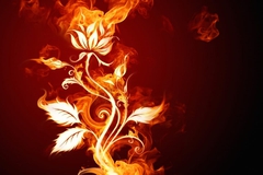 Burning Flower 1280 x 800 widescreen