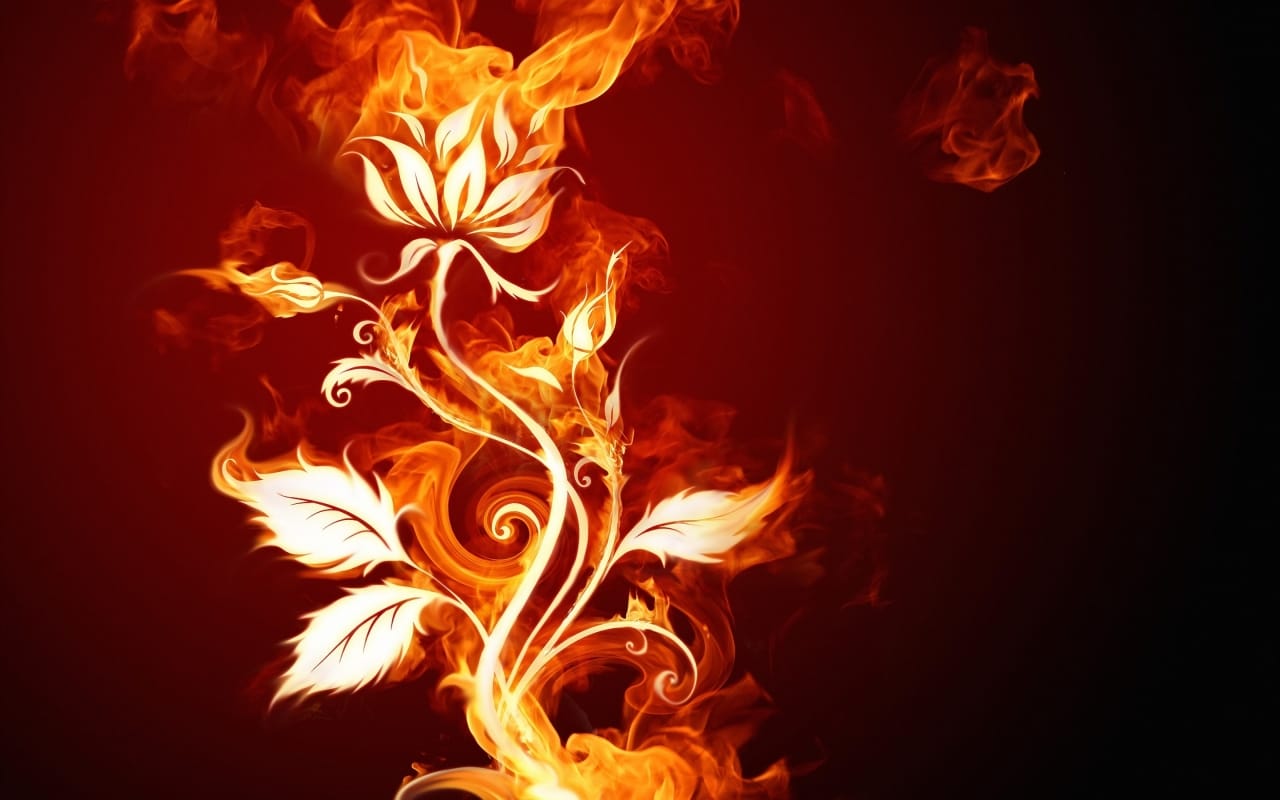 Burning Flower 1280 x 800 widescreen