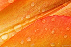 drops-on-flower-petals_1280x800