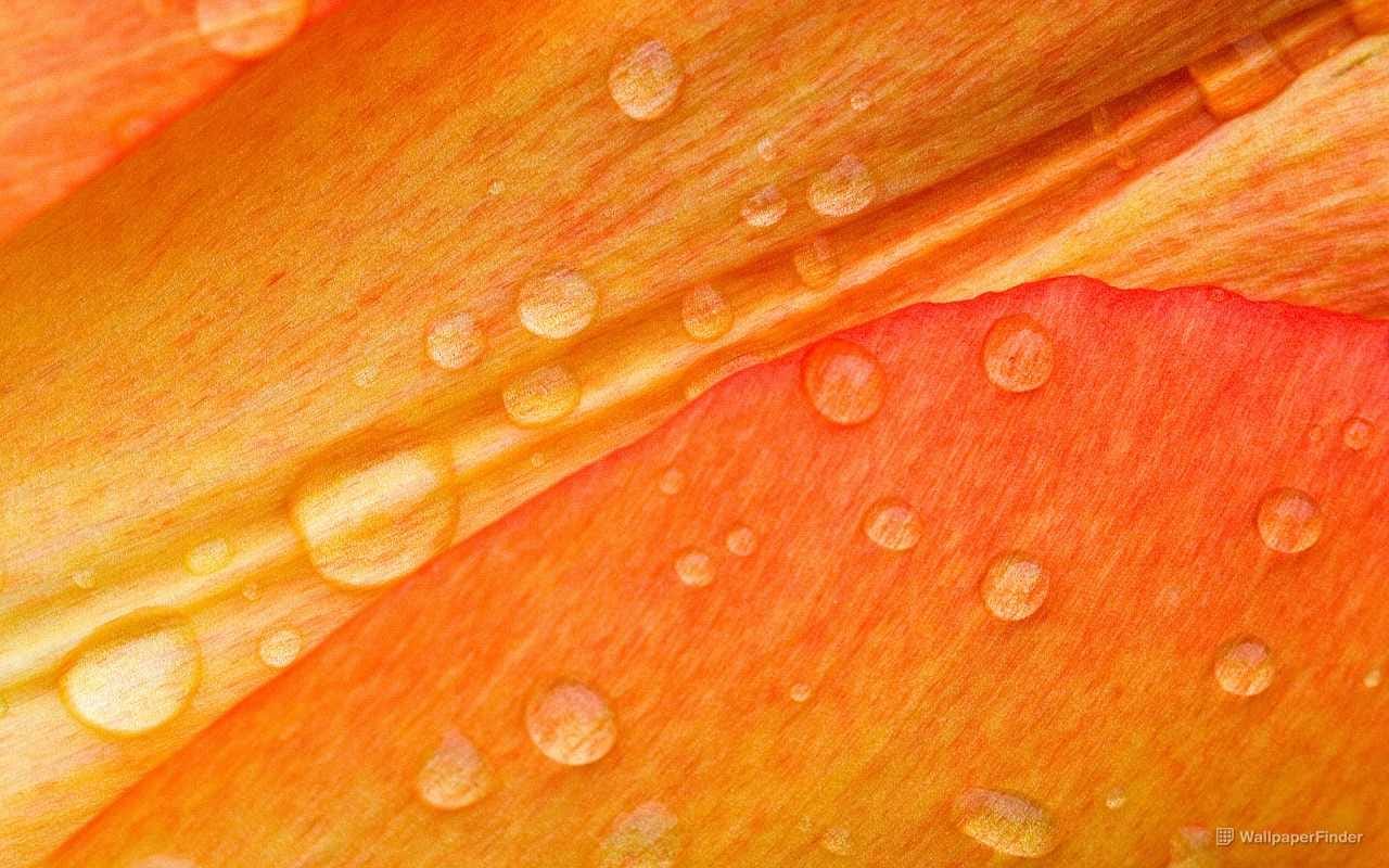 drops-on-flower-petals_1280x800