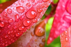 water-drops-on-leaves_1280x800