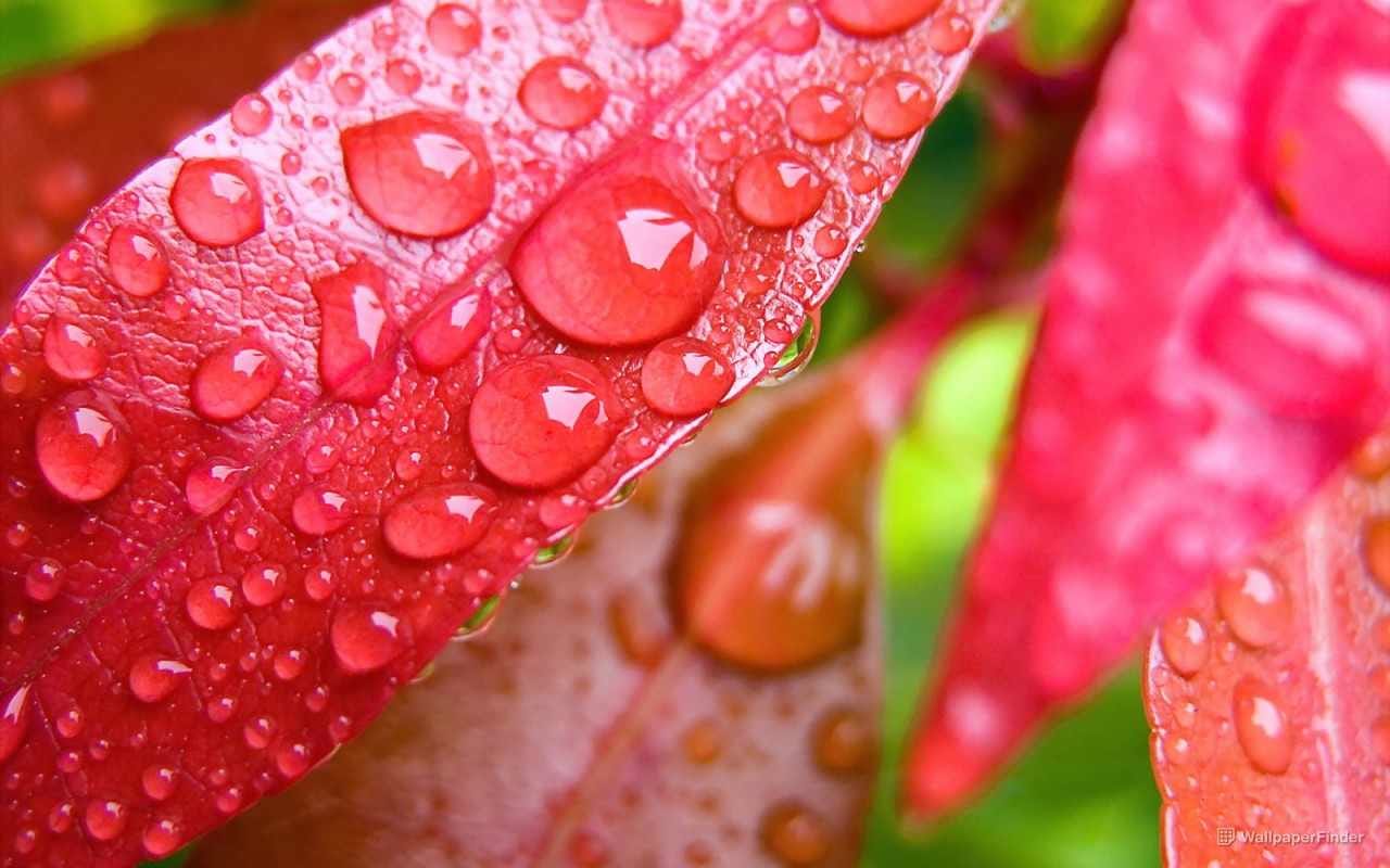 water-drops-on-leaves_1280x800